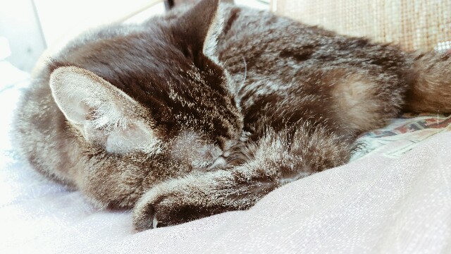 f:id:r-taro:20180103114820j:plain