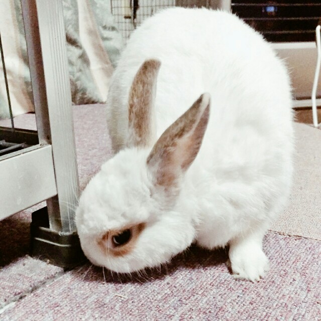 f:id:r-taro:20180103120304j:plain