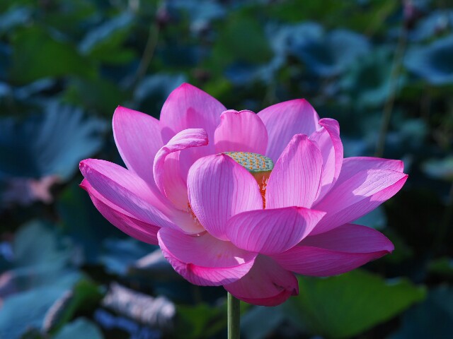 f:id:r-taro:20180716144838j:plain