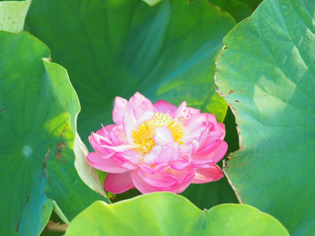 f:id:r-taro:20180716144912j:plain