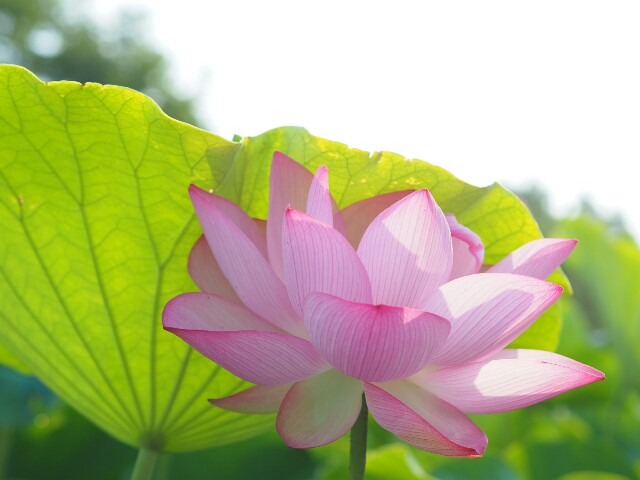 f:id:r-taro:20180716144926j:plain