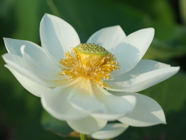 f:id:r-taro:20180716145116j:plain