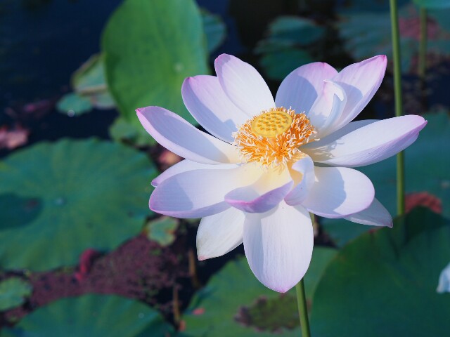 f:id:r-taro:20180716145130j:plain