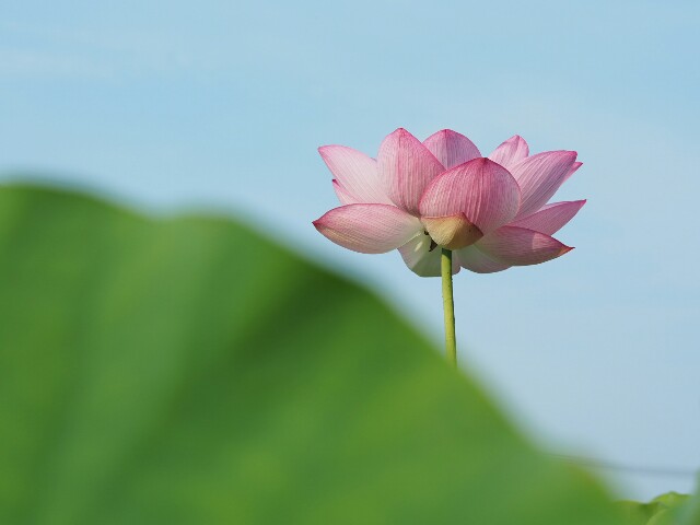 f:id:r-taro:20180718063849j:plain