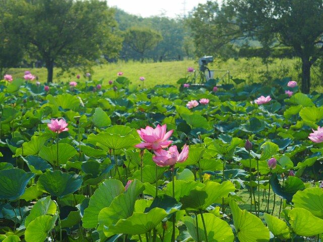 f:id:r-taro:20180718073004j:plain