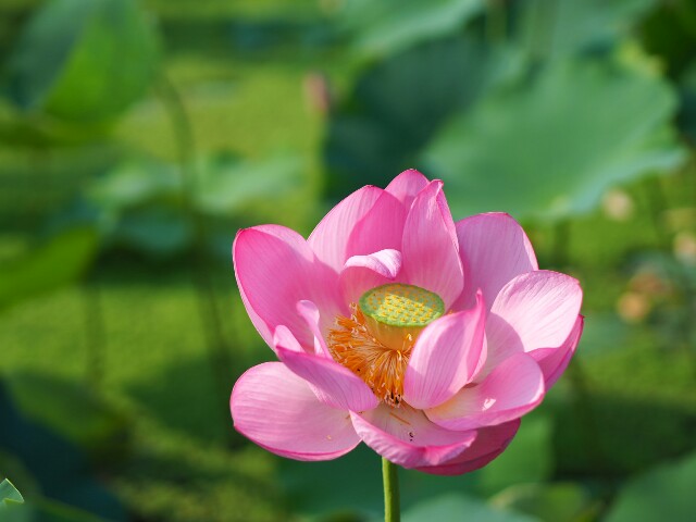 f:id:r-taro:20180718073019j:plain