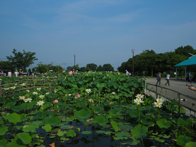 f:id:r-taro:20180718073052j:plain