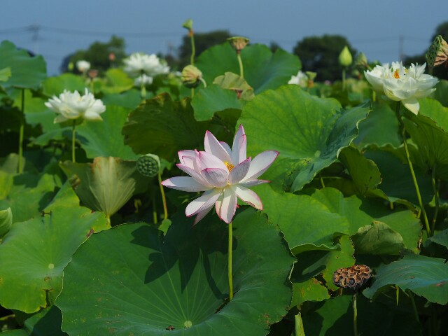 f:id:r-taro:20180718081251j:plain