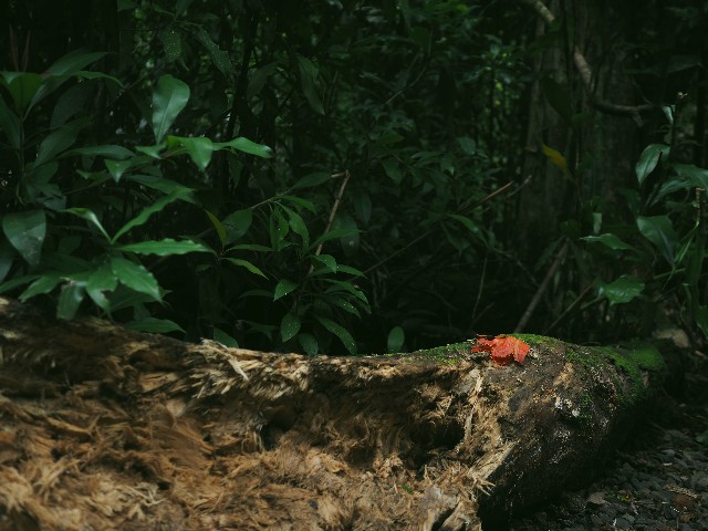 f:id:r-taro:20181222202350j:plain