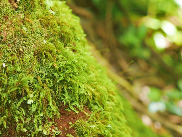 f:id:r-taro:20181222202633j:plain