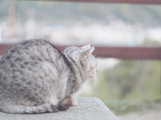 広島県 尾道の千光寺公園で猫と戯れる - 日々のこと