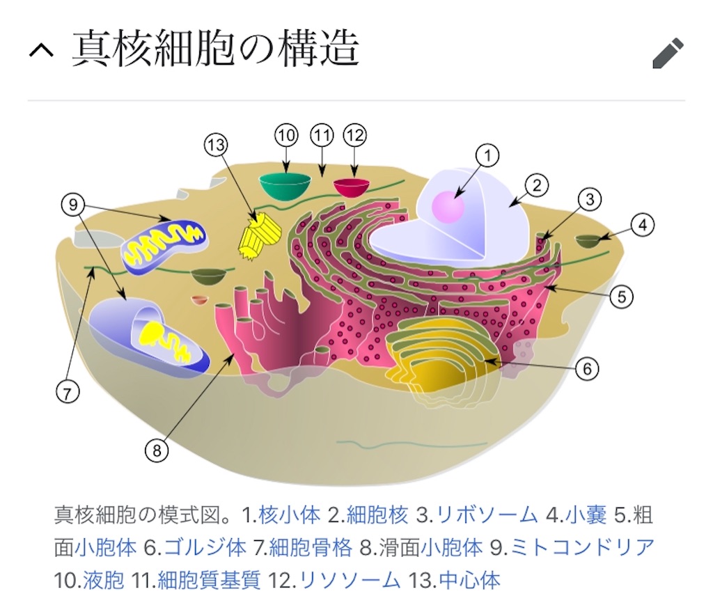 f:id:r0ck-snufkin:20200712094443j:image
