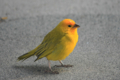 [bird]ハワイ島、コナ国際空港で会ったSaffron Finch