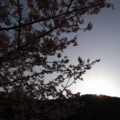 [風景][花]河津桜、陽はすでに山の端に