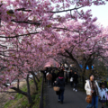 [風景][花]河津桜