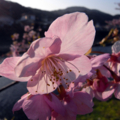 [風景][花]河津桜