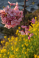 [花]河津桜と菜の花