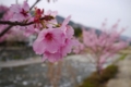 [flower][風景][tour]八重桜、道の駅どうし