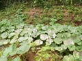 [畑][風景]かぼちゃ、大繁茂中