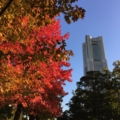 [風景]紅葉とランドマークタワー