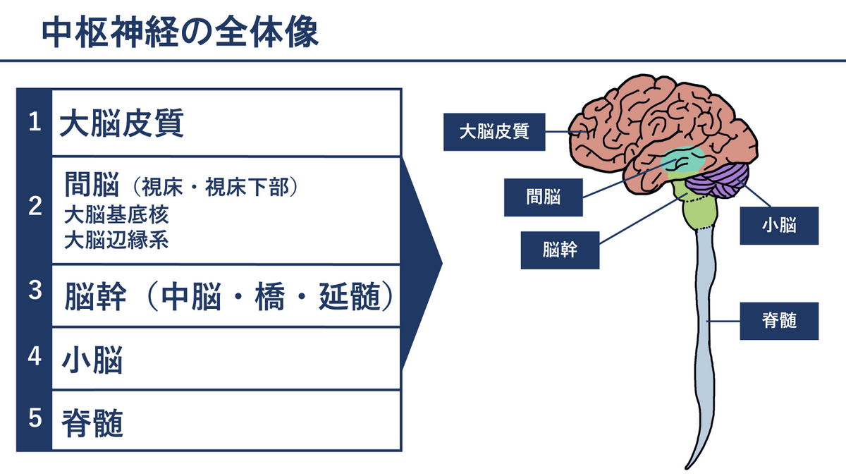 【解剖学・生理学】中枢神経まとめ 脳が苦手な学生さんにおすすめの覚え方 - リハログ