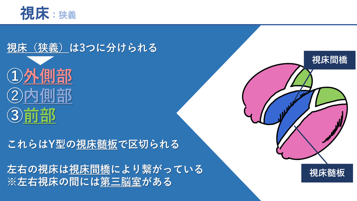 【解剖学・生理学】中枢神経まとめ 脳が苦手な学生さんにおすすめの覚え方 - リハログ
