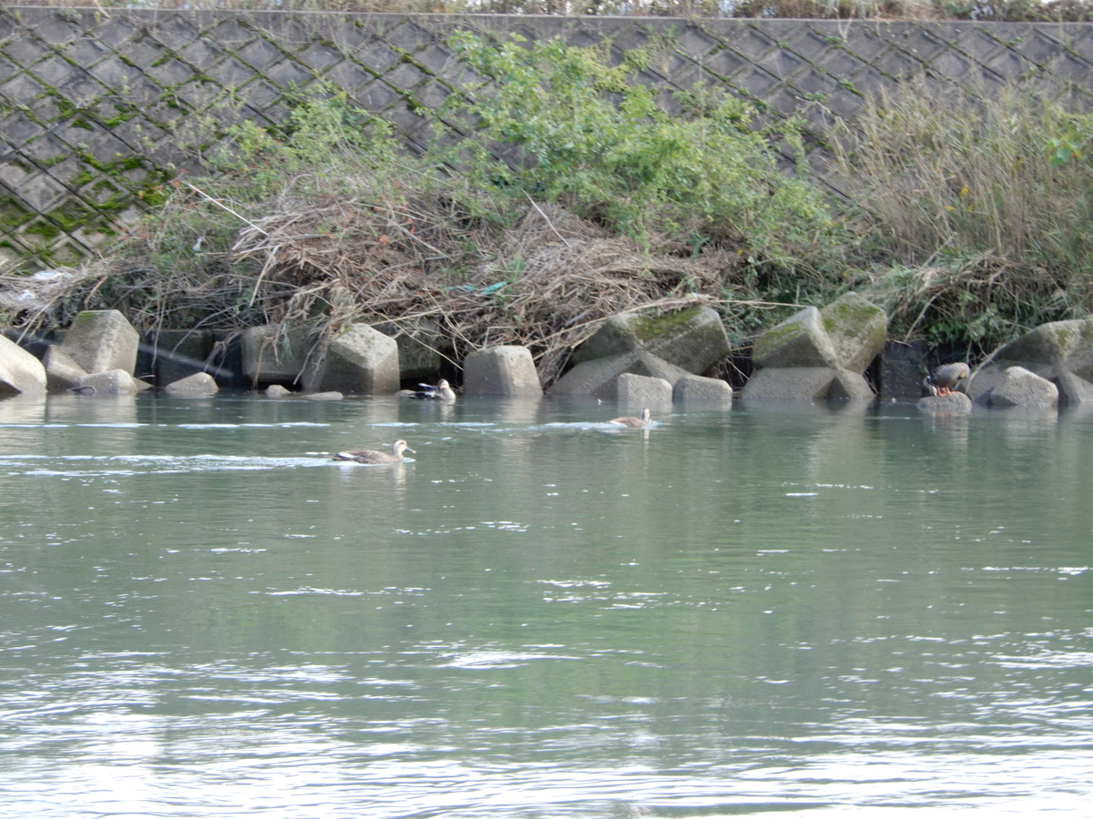 f:id:r246toshi:20191121123622j:plain