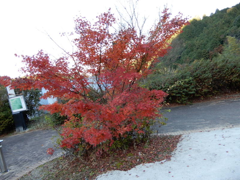 大阪府の紅葉人気ランキング１位の 牛滝山大威徳寺 の紅葉 大阪 Airlife Blog