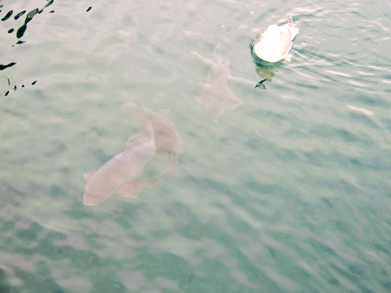 f:id:r246toshi:20191205162439j:plain