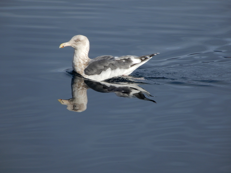 f:id:r246toshi:20191205162649j:plain