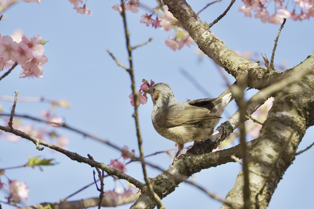 f:id:r24japan:20210319190443j:plain