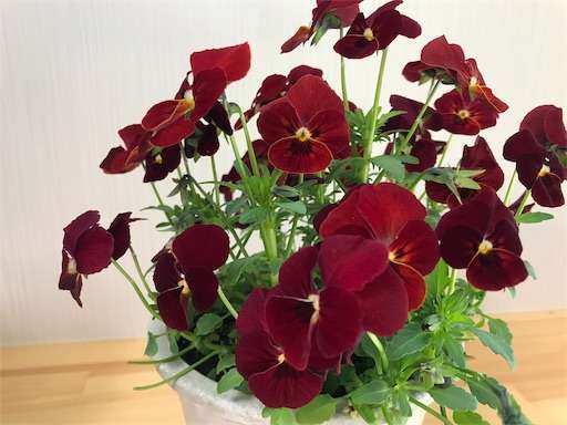 f:id:r2okarain:20190326113440j:image