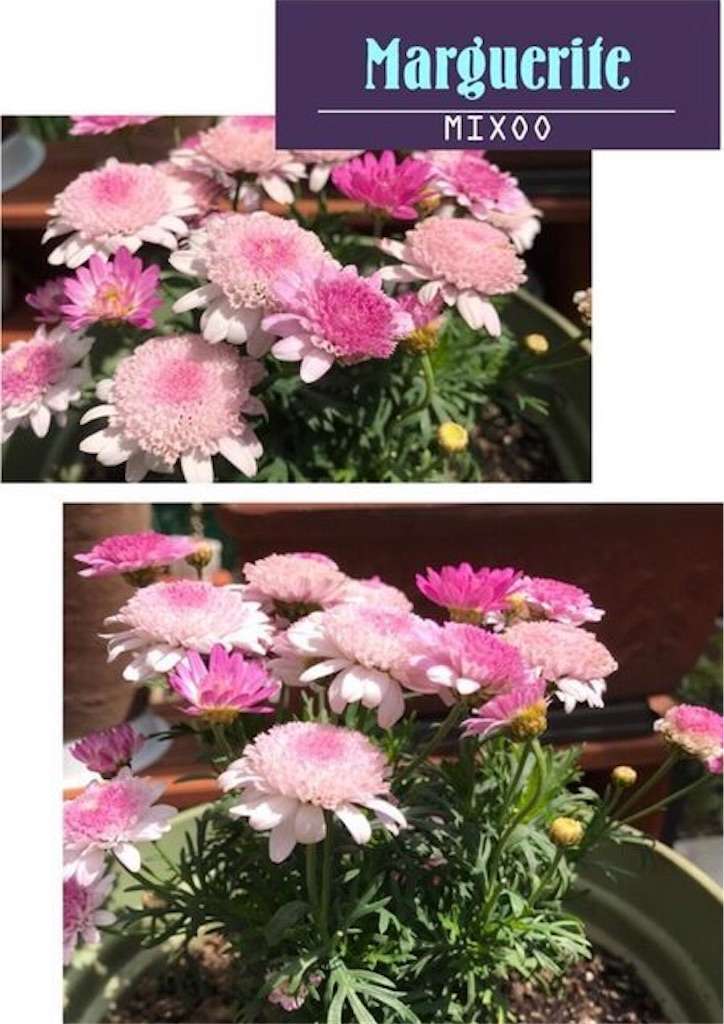 f:id:r2okarain:20190602214256j:image