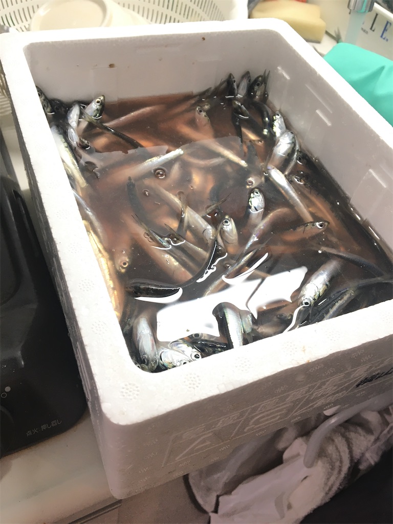 f:id:r_r_apples:20210226155709j:image