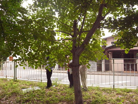 個別「くるみの木4」の写真、画像 - r_u_n's fotolife