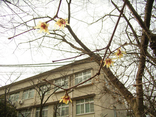 蝋梅