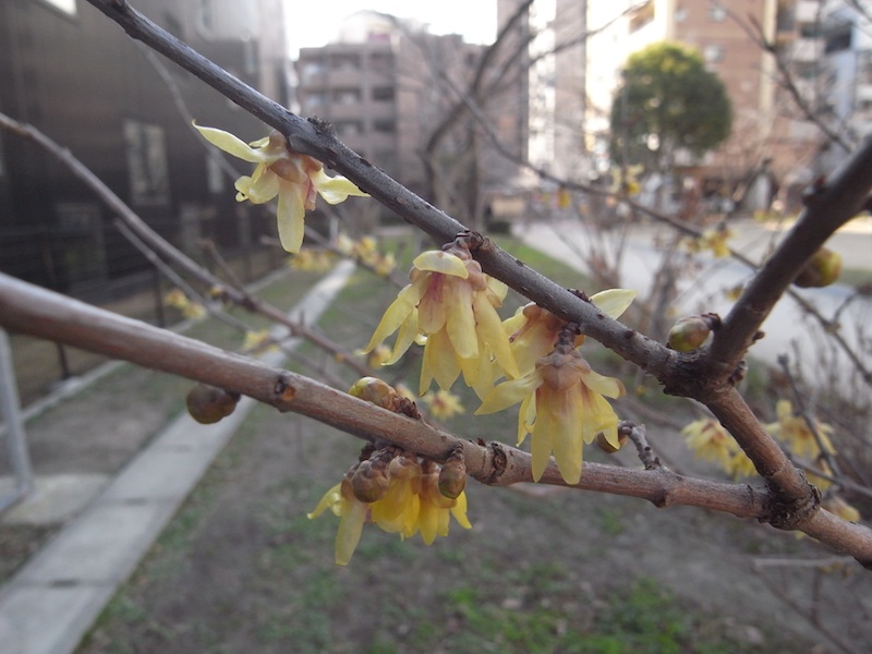 f:id:r_u_n:20200123201246j:plain f:id:r_u_n:20200123201246j:plain