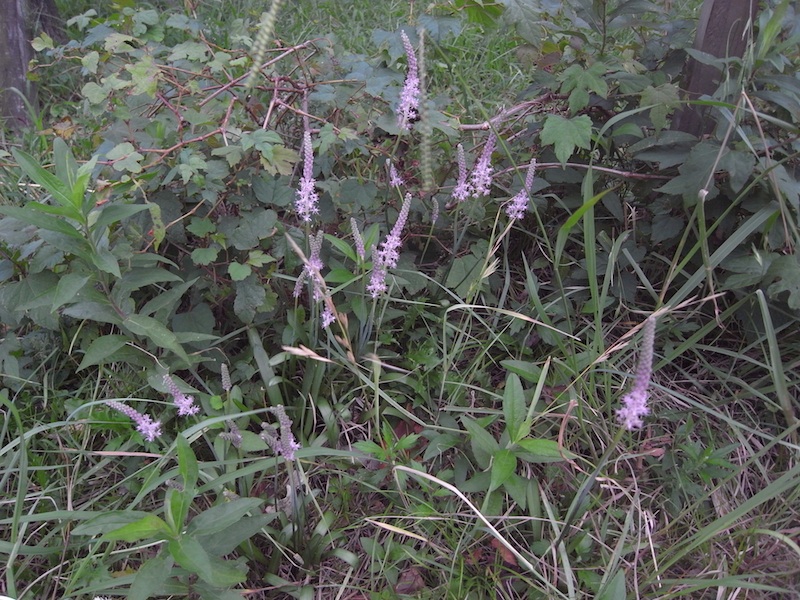 f:id:r_u_n:20200926210420j:plain f:id:r_u_n:20200926210420j:plain