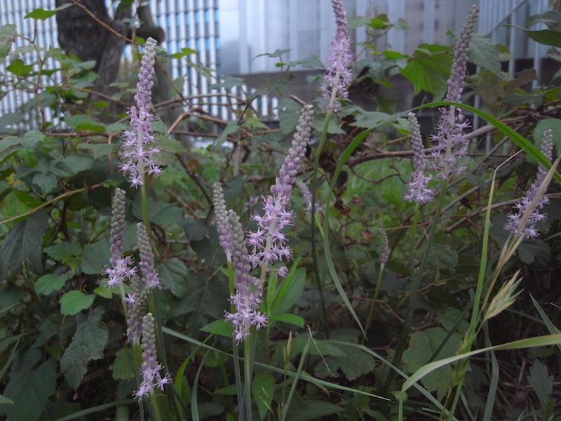 f:id:r_u_n:20200926210506j:plain f:id:r_u_n:20200926210506j:plain