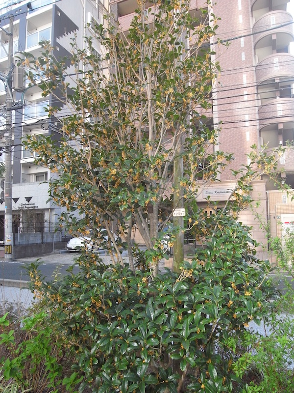 f:id:r_u_n:20201014010435j:plain f:id:r_u_n:20201014010435j:plain