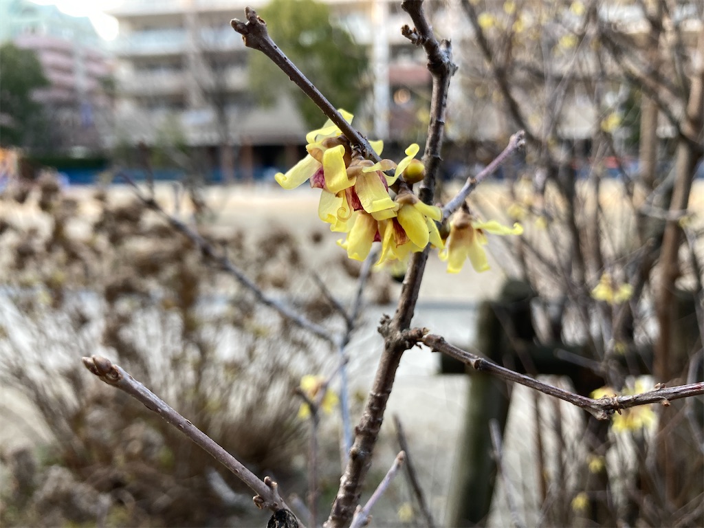 f:id:r_u_n:20250124165503j:image