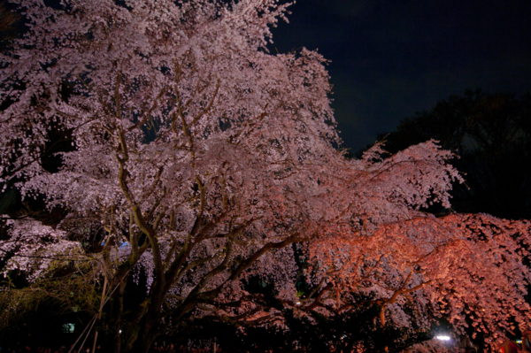f:id:ra-men_koike:20120407185059j:image