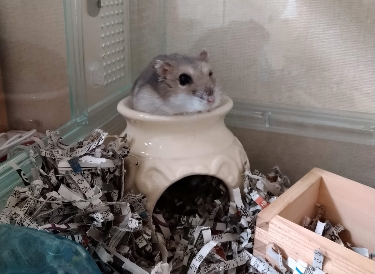 私のハムスターが死んだ メーデー