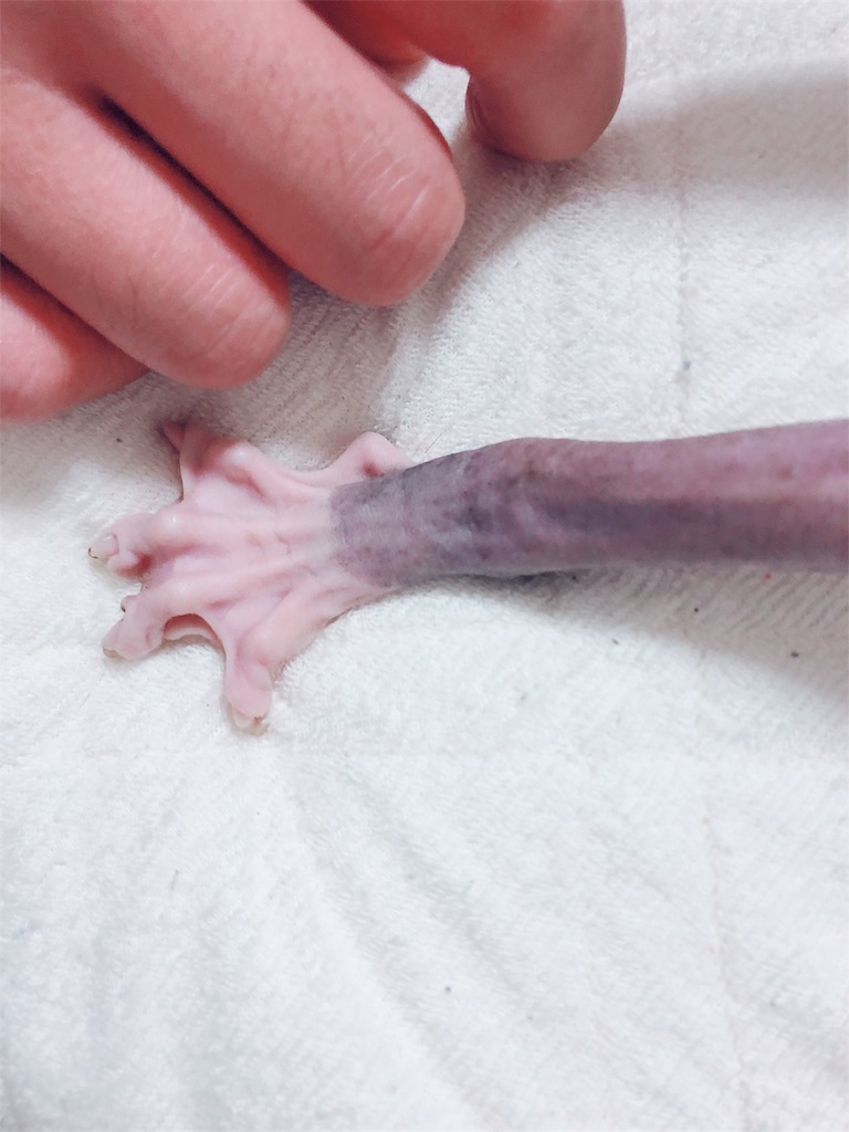 ドンスコイ には水かきがある不思議 Donskoy Devonrex