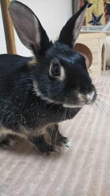 f:id:rabbit_runa:20190323191744j:plain f:id:rabbit_runa:20190323191744j:plain