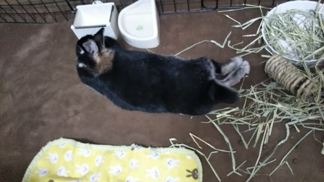 f:id:rabbit_runa:20190324184029j:plain f:id:rabbit_runa:20190324184029j:plain