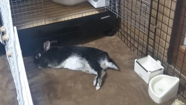 f:id:rabbit_runa:20190324185255j:plain f:id:rabbit_runa:20190324185255j:plain