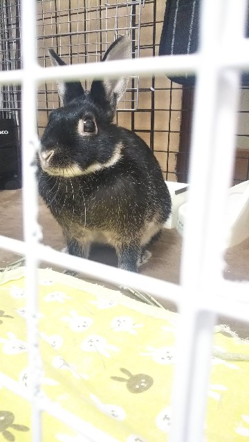 f:id:rabbit_runa:20190325170117j:plain f:id:rabbit_runa:20190325170117j:plain