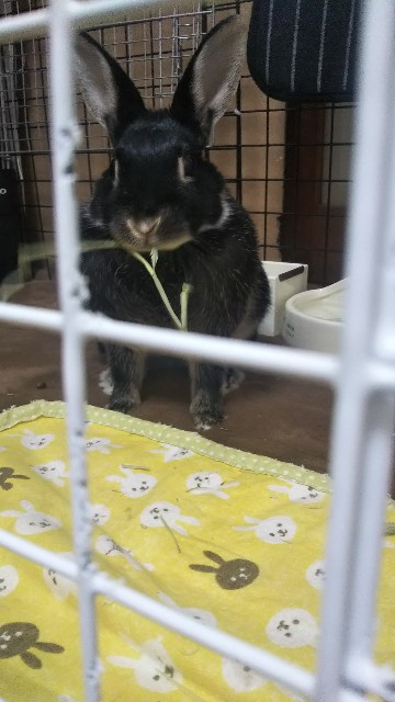f:id:rabbit_runa:20190326204110j:plain f:id:rabbit_runa:20190326204110j:plain