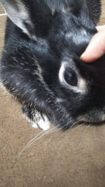 f:id:rabbit_runa:20190327132642j:plain f:id:rabbit_runa:20190327132642j:plain